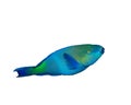 Bullethead Parrotfish Royalty Free Stock Photo