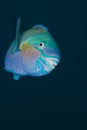 Bullethead parrotfish on a blue background.