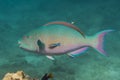 Bullethead parrotfish (Chlorurus sordidus)