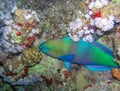 Bullethead Parrotfish (Chlorurus sordidus), tropical fish among soft corals in the Red Sea