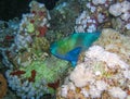 Bullethead Parrotfish (Chlorurus sordidus), tropical fish among soft corals in the Red Sea Royalty Free Stock Photo