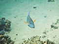 Bullethead parrotfish. Colourful marine life in Red Sea, Egypt, Dahab