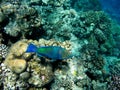 Bullethead parrotfish on a coral reef. Scarus Royalty Free Stock Photo