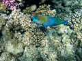 Bullethead parrotfish on a coral reef. Scarus