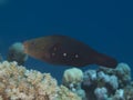 Bullethead parrotfish