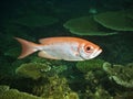 Bulleye fish in pacific ocean