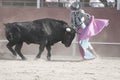 Bullfight. Fighting bull picture from Spain. Black bull