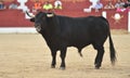 Bullfight in spain with Big black bull in the spanish bullring Royalty Free Stock Photo