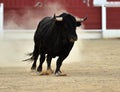 Bullfight in spain with Big black bull in the spanish bullring Royalty Free Stock Photo