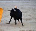 Bullfight in spain with Big black bull in the spanish bullring Royalty Free Stock Photo