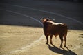 Bullfight in spain with Big black bull in the spanish bullring Royalty Free Stock Photo