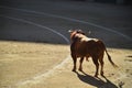 Bullfight in spain with Big black bull in the spanish bullring Royalty Free Stock Photo