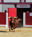 Bullfight Royalty Free Stock Photo