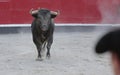 A bullfighter and a bull Royalty Free Stock Photo