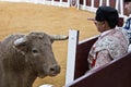 Bullfighters behind the refuge before the threat of a brave bull