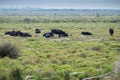 Bullfighting black bulls at Camargue Park on delta Rhone River Royalty Free Stock Photo