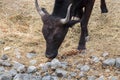 Bullfighting black bulls at Camargue Park on delta Rhone River Royalty Free Stock Photo