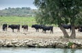 Bullfighting black bulls at Camargue Park on delta Rhone River Royalty Free Stock Photo