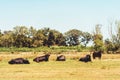 Bullfighting black bulls at Camargue Park on delta Rhone River Royalty Free Stock Photo