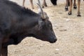 Bullfighting black bulls at Camargue Park on delta Rhone River Royalty Free Stock Photo