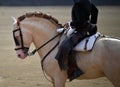 Bullfighting between bull and horse in spain Royalty Free Stock Photo