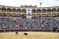 Bullfighting between bull and horse in spain Royalty Free Stock Photo