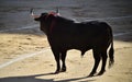 Bullfight in spain with Big black bull in the spanish bullring Royalty Free Stock Photo