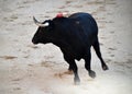 Bullfight in spain with Big black bull in the spanish bullring Royalty Free Stock Photo