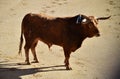 Bullfight in spain with Big black bull in the spanish bullring Royalty Free Stock Photo