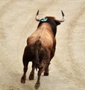 Bullfighting in spain with big bull Royalty Free Stock Photo