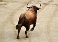 Bullfighting in spain with big bull Royalty Free Stock Photo