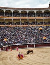 Bullfighting in spain with big bull Royalty Free Stock Photo