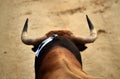 Bullfighting in spain with big bull Royalty Free Stock Photo