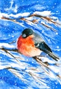 Bullfinch