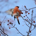 Bullfinch Royalty Free Stock Photo