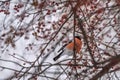 Bullfinch apple tree snow branches winter