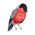Bullfinch as Warm-blooded Vertebrates or Aves with Feathers and Toothless Beaked Jaw Vector Illustration