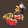 Bullfinch and ashberry