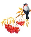 Bullfinch and ashberry Royalty Free Stock Photo