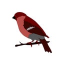 Bullfinch beautiful vector illustration