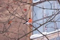 Bullfinch bird