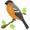 Bullfinch bird