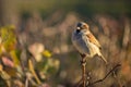 Bullfinch bird close up perched on bush in sunshine