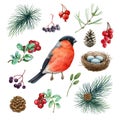 Bullfinch bird forest natural set. Watercolor illustration. Hand drawn small cute bullfinch, fir tree branch, cone, nest