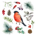 Bullfinch bird forest set. Watercolor illustration. Hand drawn small cute bullfinch bird, fir tree branch, cone, red