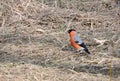 Bullfinch bird