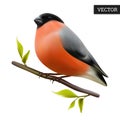 Bullfinch bird isolated on a white background. Realistic Pyrrhula pyrrhula. Vector illustration 3D.