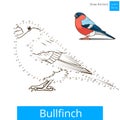 Bullfinch bird learn to draw vector
