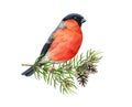 Bullfinch bird on pine pranch. Watercolor illustration. Hand drawn bright eurasian avian. Small cute bullfinch bird with