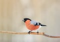 Bullfinch bird with red breast sitting in the woods